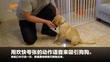 狗崽爆料视频完整版下载,揭秘事件真相与幕后黑幕